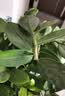 植男植女金钱树大型盆栽植物室内客厅落地办公室轻奢招财好养绿植源头直发 实拍图