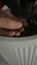 陶粒通用型垫底陶粒养花专用花盆铺面陶土种植土兰花多肉营养土 2升园艺陶粒（中颗粒12-16mm） 实拍图
