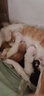 京东京造猫粮鸡肉味全价成猫粮10kg三文鱼肉营养美毛长肉质检流浪救助 实拍图