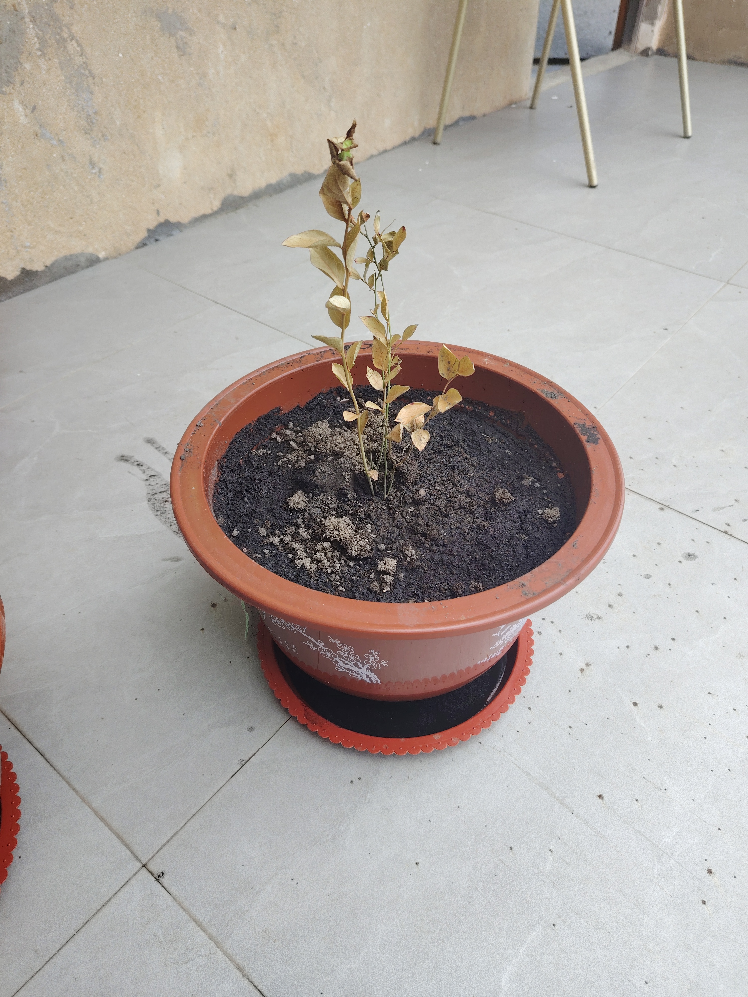 蓝莓树苗南方北方庭院阳台地栽盆栽种植大果苗耐寒耐热果树苗大全 蓝莓苗：3年苗30-40CM【春季带花或带果】一盆 实拍图