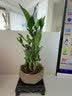 花行榜风水富贵竹植物客厅招财盆栽中式盆景转运竹子室内绿植源头直发 实拍图