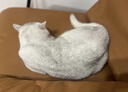 皇家英短成猫粮 BS34 通用粮 12月以上 4.5KG 实拍图