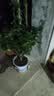 桂花树苗盆栽室内四季桂花卉植物金桂丹桂庭院大树浓香型绿植开花 精品四季桂花60-70cm【原土球发货】 实拍图