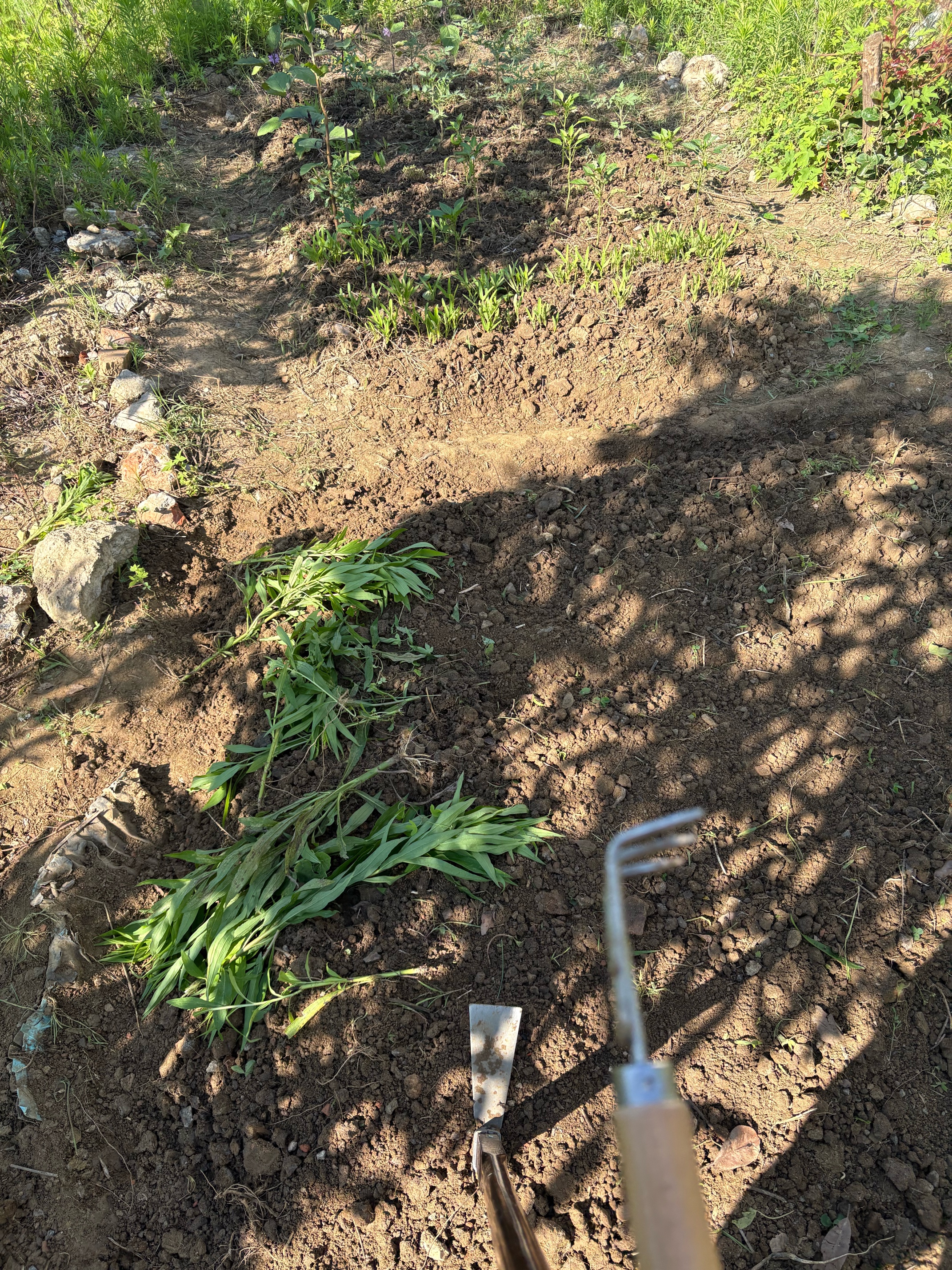 绿族锄头挖土开荒农用长柄老式挖地种菜除草工具钢头加厚户外园艺镐头 实拍图