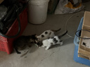 京东京造 浓汤红肉猫罐头金枪鱼混合味85克*24罐 猫零食湿粮补水鱼肉罐 实拍图