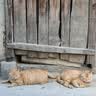 五芳斋 速冻栗子猪肉粽 140克*5只 嘉兴粽子栗子肉粽端午粽子早餐食品 实拍图