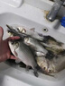 川泽轻口小碎目鲫鱼漂高灵敏纳米浮漂醒目浮标顿口防风浪抗走水鲤鱼漂 CA01-4细尾野钓综合吃铅2.0克 实拍图