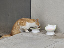 网易严选全价猫粮4.0 成幼猫粮无谷全阶段猫粮猫咪食品 乳鸽乌鸡味1.5kg 实拍图