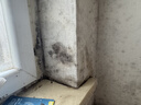 巨奇（JUQI）墙体除霉剂500ml墙面衣柜去霉点霉斑霉菌清除剂墙布木材除霉 实拍图