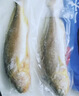 三都港 冷冻黄花鱼净重600g/2条装 宁德大黄鱼 海鱼 生鲜鱼类 海鲜水产 实拍图