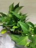 京东绿植绿萝盆栽除甲醛花卉绿植办公室新房净化空气180加仑4盆装源头直 实拍图