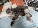 网易严选猫粮【推荐】全价猫粮 幼猫成猫主粮猫咪食品 一口9种肉 【多猫家庭】深海鱼虾口味 1.8kg*4袋 实拍图