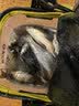 川泽轻口小碎目鲫鱼漂高灵敏纳米浮漂醒目浮标顿口防风浪抗走水鲤鱼漂 CA01-4细尾野钓综合吃铅2.0克 实拍图