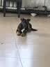 疯狂小狗宠物狗狗零食磨牙棒泰迪金毛幼犬成犬洁齿耐咬 混合味220g 实拍图