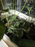 滨淇草莓苗奶油草莓大棚秧苗四季草莓苗当年结果带原土10棵源头直发 实拍图