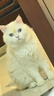 Orijen渴望猫粮 成猫幼猫粮 全价通用原味鸡肉进口5.4kg【临期】26/7 实拍图