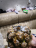 广东徐闻香水菠萝新鲜水果生鲜热带孕妇水果整箱包邮 【限时低价】1个装  净重650g起 实拍图