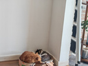 网易严选全价猫粮 宠物主粮幼猫成猫全价粮猫咪食品 原野禽肉口味500g 实拍图
