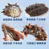 大鲜田大连有机即食海参4斤/40-60只固形物超85%辽刺参滋补礼盒源头直发 实拍图