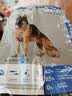 心粮 德牧专用狗粮狗干粮马犬恶霸杜宾成犬幼犬全期通用20kg/40斤 实拍图