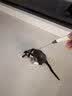牧灵CFA赛级逗猫棒猫咪玩具自嗨解闷逗猫棒羽毛铃铛替换头小宠物用品 【限量50件】CFA赛级逗猫棒 实拍图