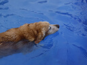 皇家狗粮 成犬狗粮 犬粮 宠物大型犬 GR26全价犬粮≥15月15KG 实拍图