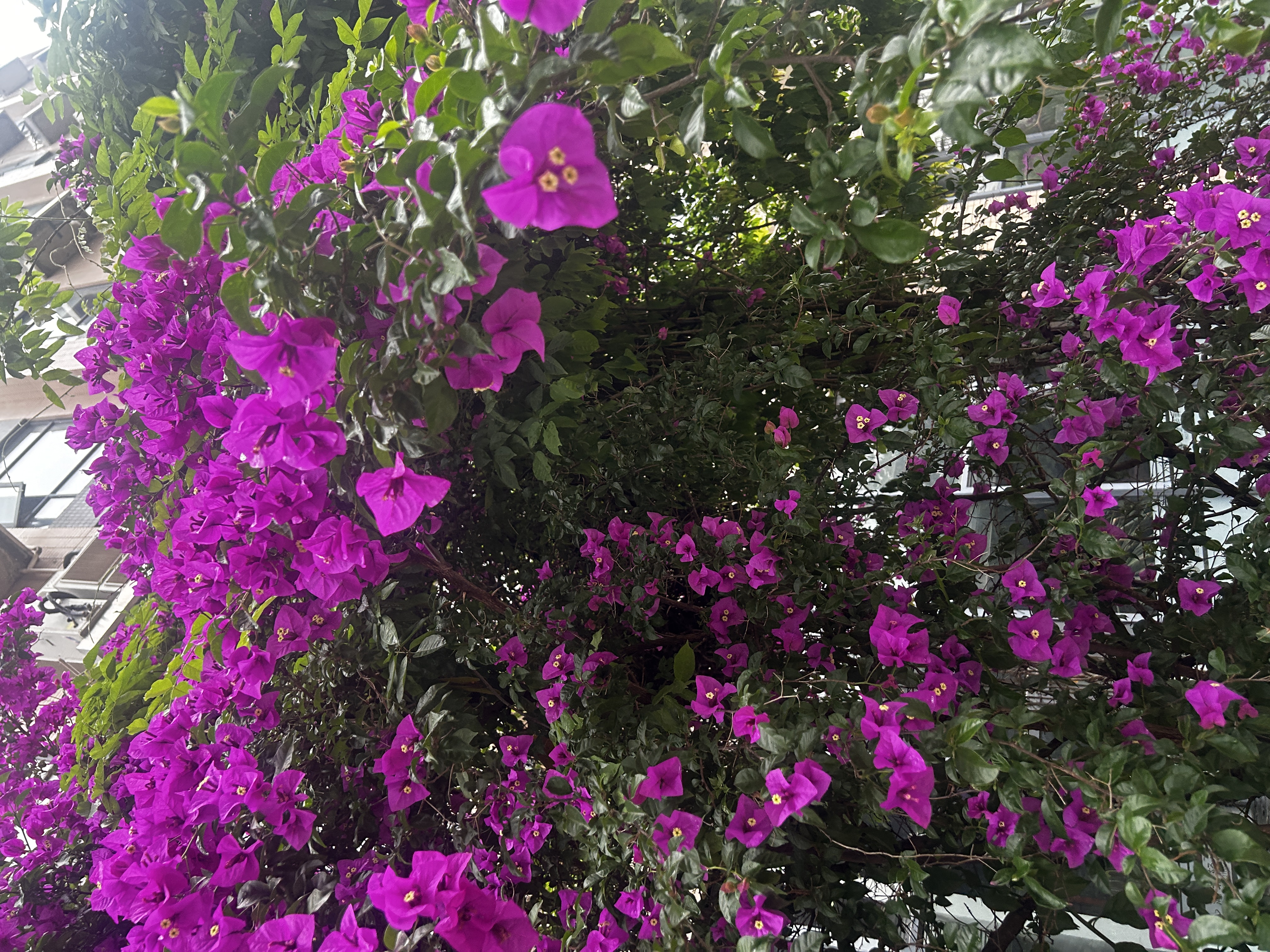 天堂伞 双人晴雨伞三折 加大号抗风黑胶防晒遮阳晴雨两用伞 33188深藏青 实拍图