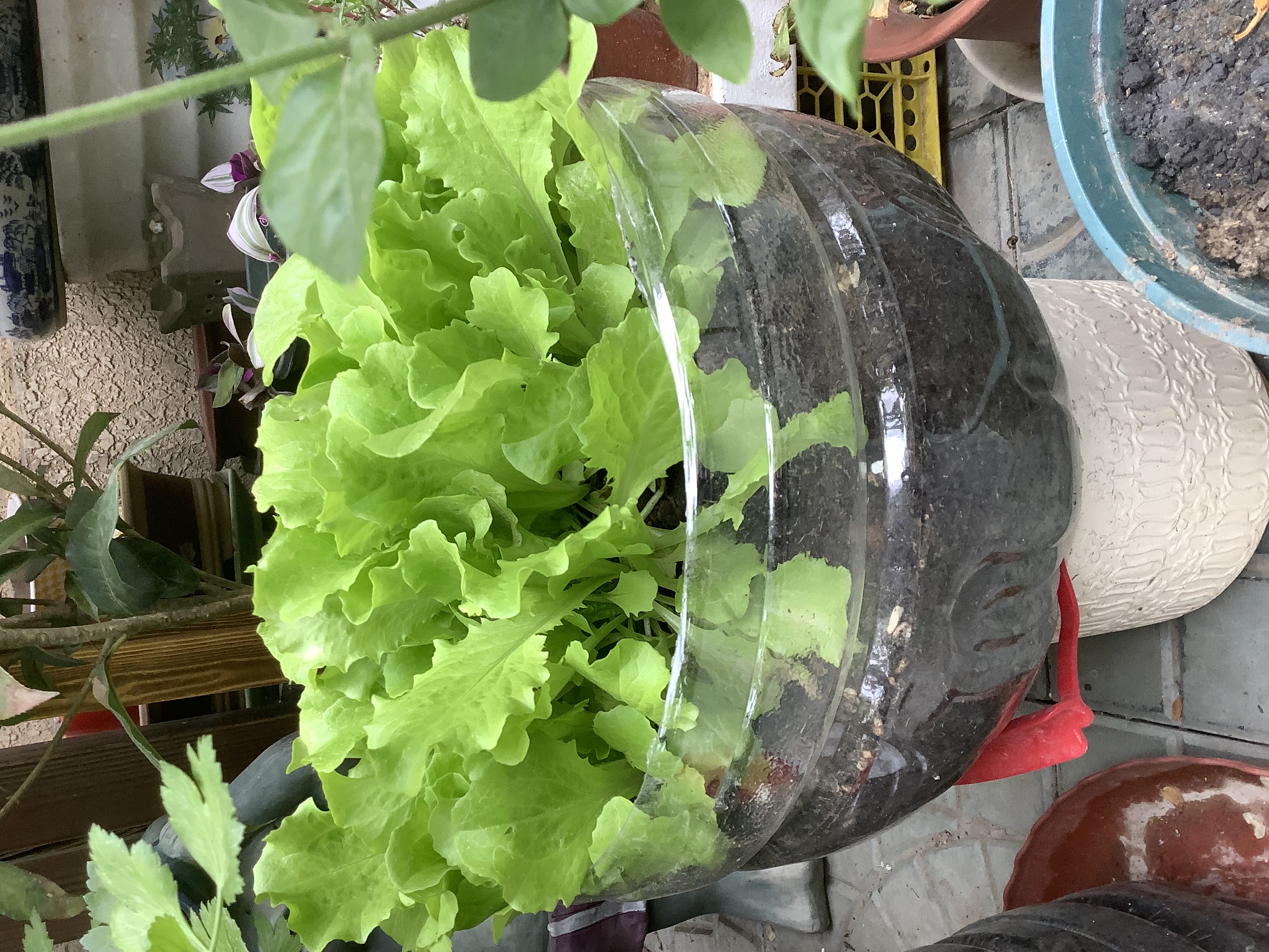 阳台种菜专用土蔬菜营养土果蔬园艺有机土壤家庭种菜土种植土 种菜土30斤【果蔬适用】 实拍图