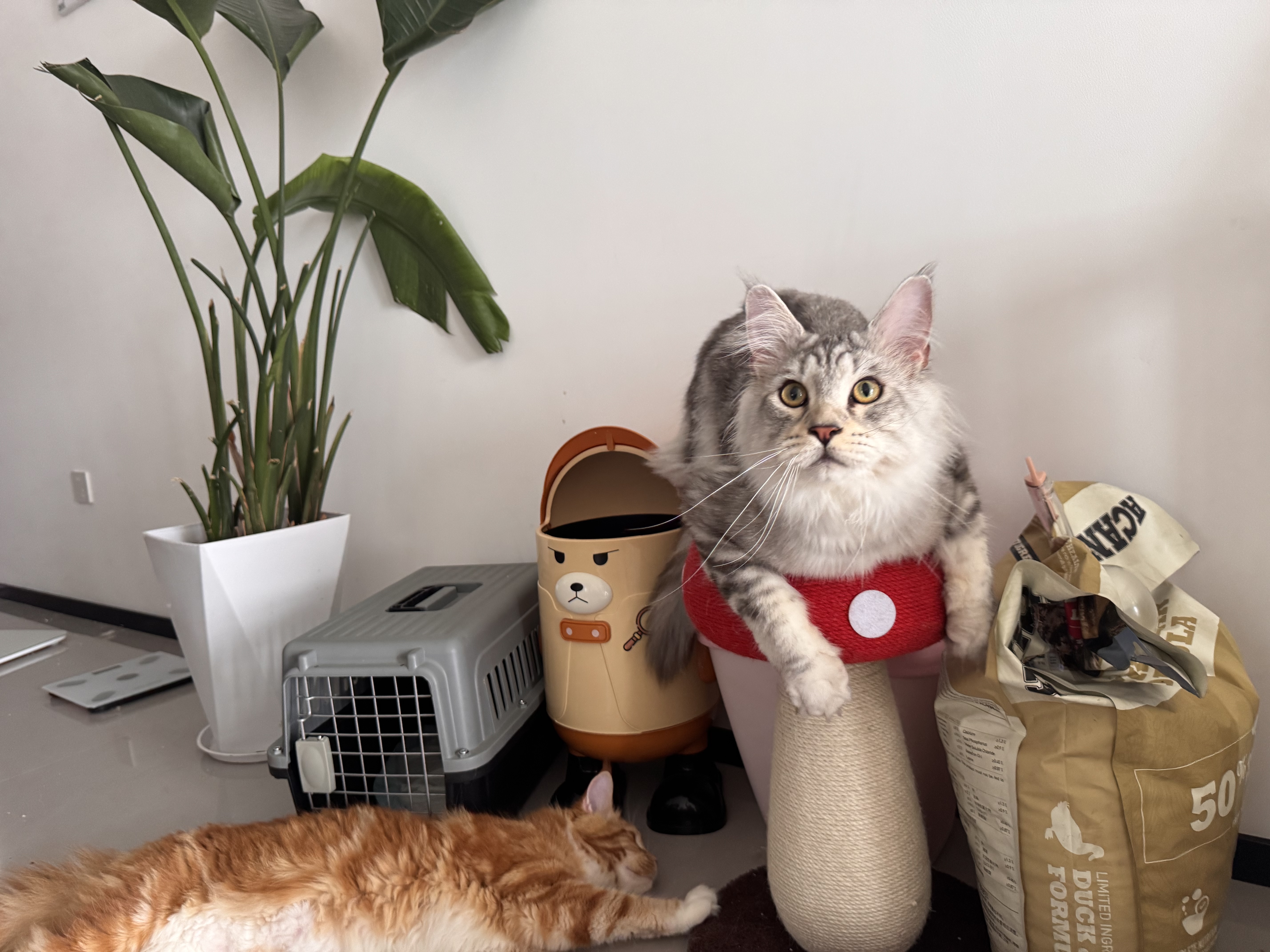 囧宝猫砂矿砂猫砂除臭香味膨润土猫砂钠基矿活性炭除臭不粘底猫砂20斤 升级款原味矿砂20斤*1包 实拍图