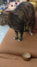 多特思金饭碗猫罐头猫主食罐全价湿粮成幼猫餐盒进口羊奶糕混合味68g*6 实拍图
