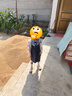 迪士尼女童裙子兔子警官连衣裙儿童夏季2026新款洋气小女孩假两件公主裙 实拍图