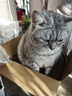 皇家成猫猫粮 营养均衡 F32 通用粮 1-7岁4.5kg*2 实拍图