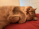 伟嘉猫粮老年猫粮老龄猫1.3kg海洋鱼味夹心粮全价粮 实拍图