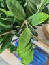 植男植女金钱树大型盆栽植物室内客厅落地办公室轻奢招财好养绿植源头直发 实拍图