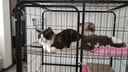 珑小宠猫爬架猫窝加粗大型猫树一体太空舱猫架子小户型不占地麻绳猫玩具 177cm 7层 【多猫肥猫大型款】 实拍图