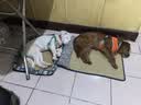 麦富迪狗粮 超肉粒冻干狗粮 成幼犬中大型犬专用 15kg/30斤【宠物金选】 实拍图