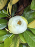 佳沛（zespri）新西兰 金果25-27粒特大单果124-146g 端午礼物水果礼盒 猕猴桃 实拍图