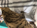 金号纯棉加厚加大枕巾吸汗透气亲肤枕头巾灰色1条 80*50cm 170g 实拍图