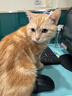 领先猫主食罐头猫咪零食湿粮全价猫粮年货红色礼盒装混合口味85g*30罐 实拍图