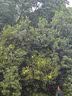 绿林测距轮滚轮测距仪测量轮尺滚轮推尺 电子数显式大转轮100cm 实拍图