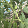 明治【超值5盒随心搭】冰淇淋雪糕冰激凌甜筒冰棒任选系列 炼乳红豆64g*6支（新旧包装随机发货） 实拍图