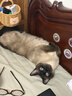 冠能猫粮7岁以上老年猫猫粮2.5kg 全价猫粮 延长健康生活时间 实拍图