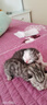 多特思猫零食猫条100支三文鱼味成猫幼猫咪零食湿粮 实拍图