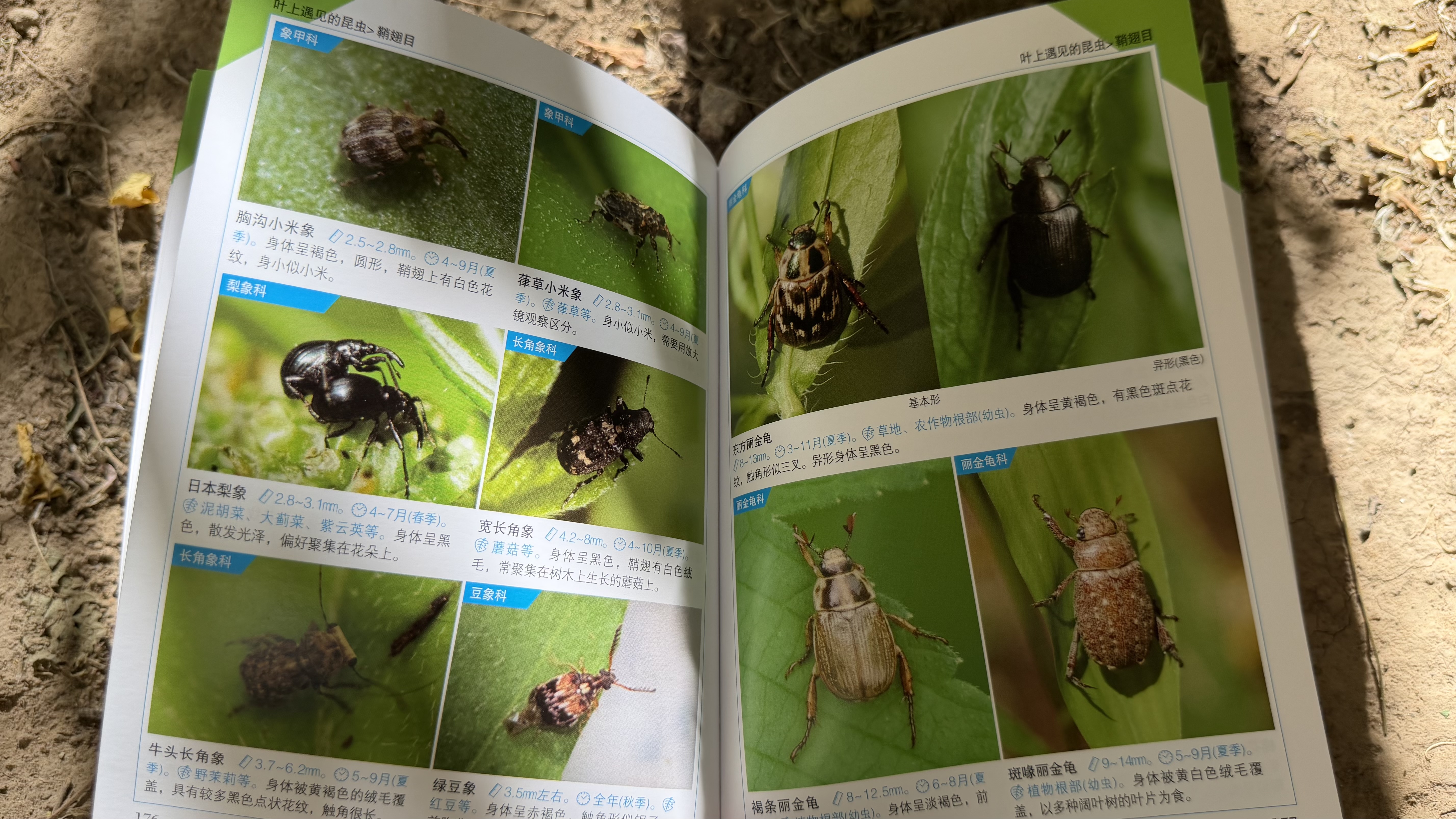 昆虫识别图鉴 实拍图