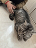 伟嘉成猫猫粮 夹心粮10kg牛肉味全价猫粮 实拍图