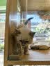 【京东快递】猫咪专用多效洗护沐浴抑菌消毒温和祛螨清洁护毛植萃 1瓶猫沐浴露随单赠小喷雾及浴花温和去污除螨抑菌护毛 实拍图
