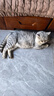 凯锐思猫粮7岁以上天然老年期猫粮全价猫粮1.5kg 实拍图