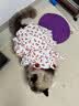 宜品达狗狗衣服夏季甜美可爱风连衣裙猫狗吊带蛋糕裙泰迪比熊透气蓬蓬裙 红色樱桃裙 S码-胸围35背长25【建议3-5斤】 实拍图
