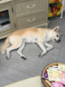 皇家狗粮 幼犬狗粮 犬粮 通用犬型 A3 通用粮 2-12月 8KG 实拍图