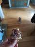 HELLOJOY狗狗零食大礼包960g成犬幼犬通用训狗奖励零食 鸭肉绕雪梨1.92斤 实拍图